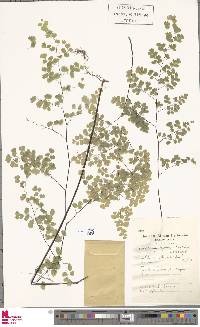 Adiantum thalictroides image