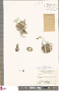 Selaginella cardiophylla image