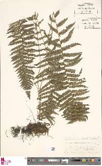 Coryphopteris nipponica image