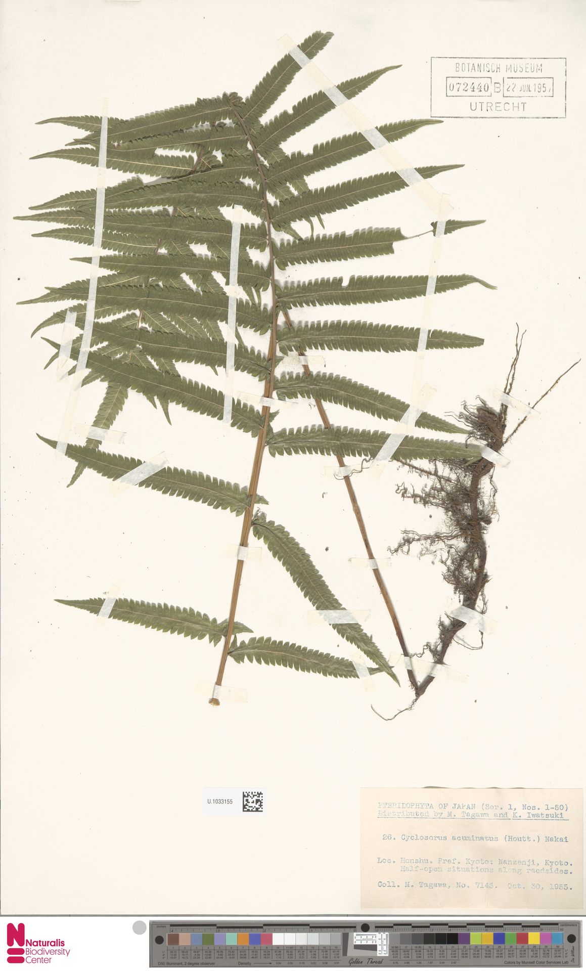 Christella acuminata image