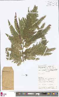 Selaginella haematodes image