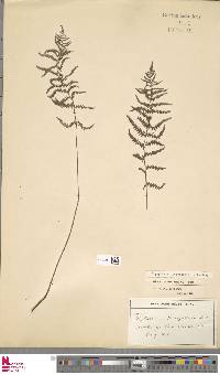 Thelypteris palustris subsp. palustris image