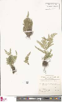 Selaginella pallescens image