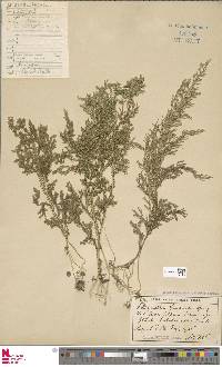 Selaginella cochleata image