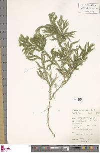 Selaginella intermedia image