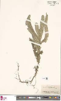 Selaginella alopecuroides image