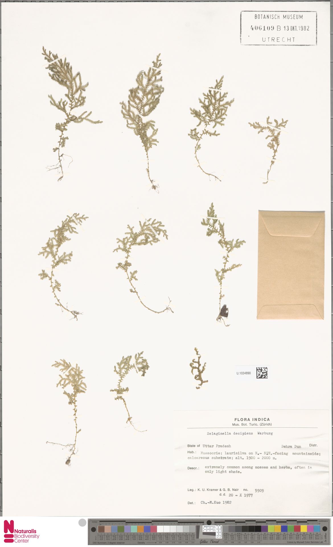 Selaginella decipiens image