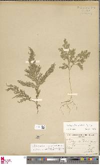 Selaginella conduplicata image