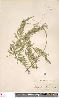 Selaginella involvens image