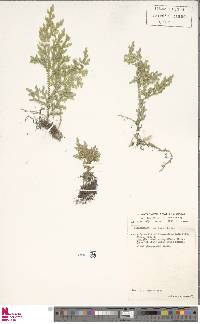 Selaginella kalbreyeri image