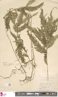 Selaginella wallichii image