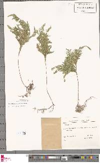 Selaginella umbrosa image
