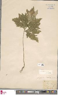 Selaginella frondosa image