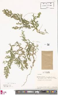 Selaginella flexuosa image