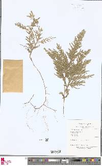 Selaginella conduplicata image