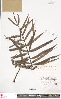 Selliguea albidosquamata image