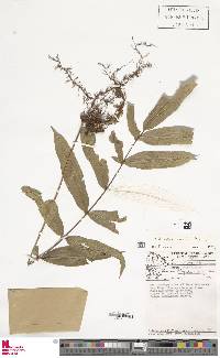 Serpocaulon richardii image