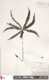Adiantopsis radiata image