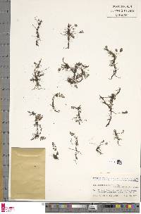 Pleurosoriopsis makinoi image