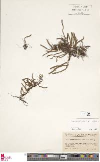 Pyrrosia linearifolia image
