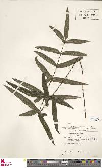 Pteris burtonii image