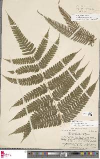 Pteris muricata image