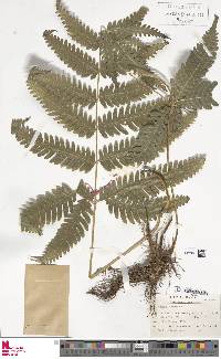 Pteris biaurita image