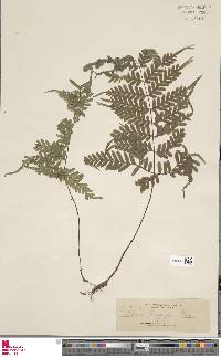 Pteris wallichiana image