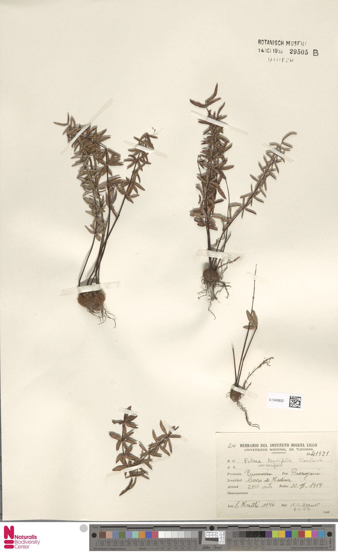 Pellaea ternifolia var. ternifolia image