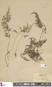 Onychium japonicum image