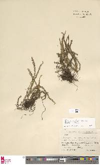 Jamesonia cheilanthoides image