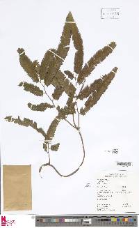 Lygodium volubile image