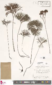 Image of Schizaea poeppigiana