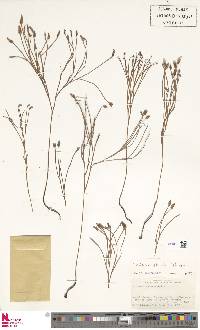 Image of Schizaea stricta