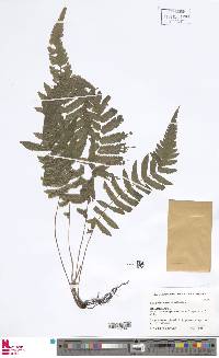 Goniopteris leptocladia image