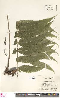 Steiropteris glandulosa image