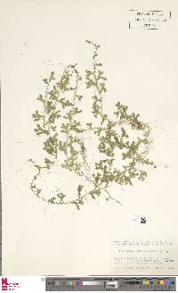 Selaginella remotifolia image