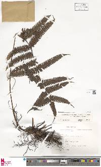 Steiropteris leprieurii image