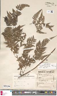 Parapolystichum effusum subsp. effusum image