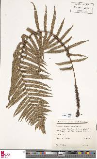 Dryopteris hirtipes image