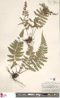 Dryopteris patula image