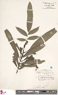 Lomariopsis guineensis image