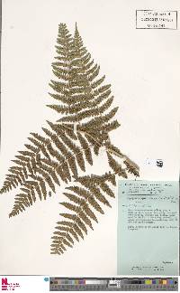 Dryopteris inaequalis image