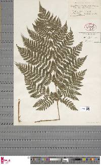 Dryopteris expansa image