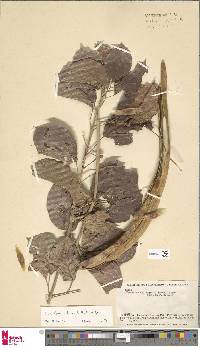 Cuspidaria floribunda image