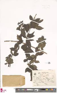 Image of Cuspidaria multiflora