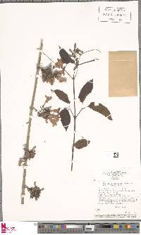Image of Cuspidaria lateriflora