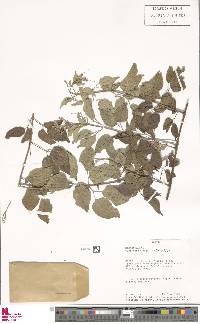 Image of Cuspidaria argentea