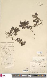 Image of Coptophyllum reptans