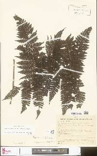 Megalastrum umbrinum image